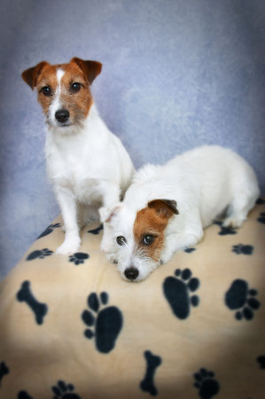jack russell terriers