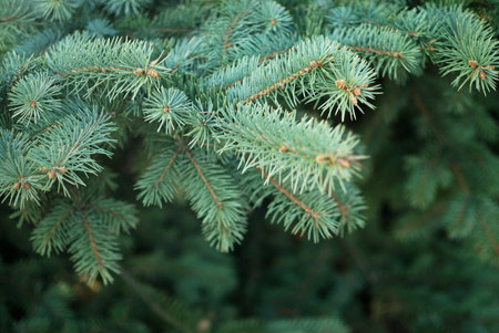 Fir tree branch isolated on neutral background.