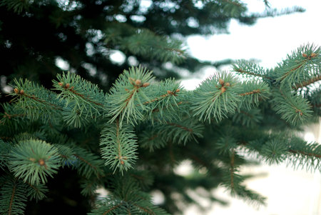 Fir tree branch isolated on neutral background.