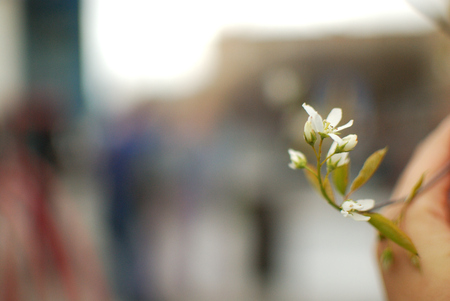 White plum flowers close up on neutral background.の写真素材