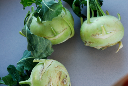 Kohlrabies (cabbage turnips) raw on neutral background.の写真素材