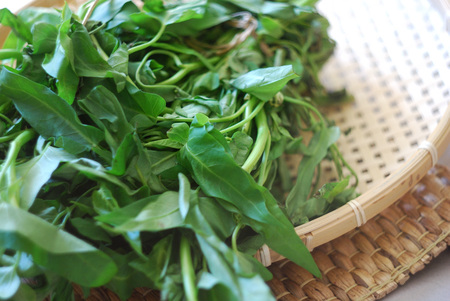 Fresh morning glory pile on a basket.の写真素材