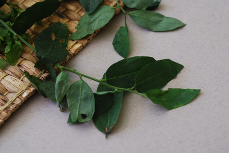 Katuk (Sweet leaf) leaves isolated on neutral background.