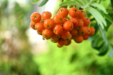 Brunch of orange ashberries.の写真素材