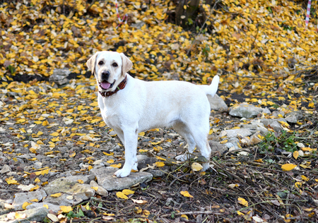 Golden labrador dog in the golden leaves.の写真素材