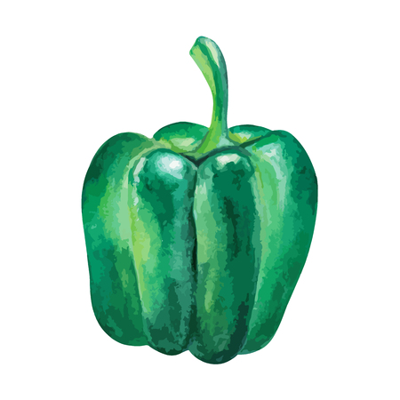Green Bell pepper Watercolor hand drawn illustration isolated on white backgroundのイラスト素材
