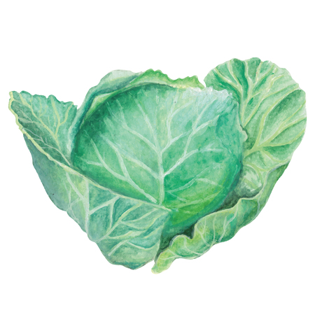 Cabbage Watercolor hand drawn illustration isolated on white background.のイラスト素材