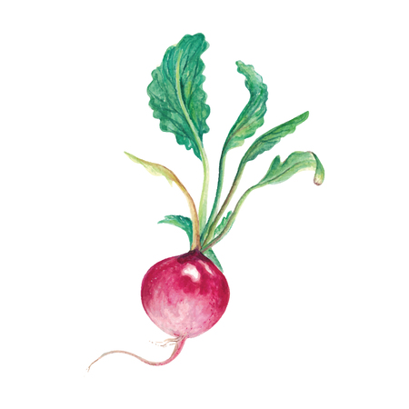 Radish Watercolor hand drawn illustration isolated on white backgroundのイラスト素材