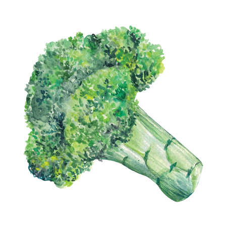 Broccoli watercolor hand drawn illustration isolated on white background.のイラスト素材