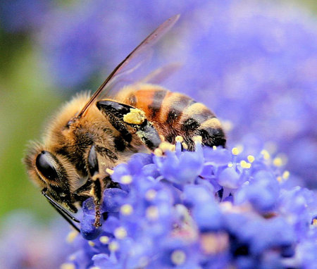A macro of a bee on a flower.