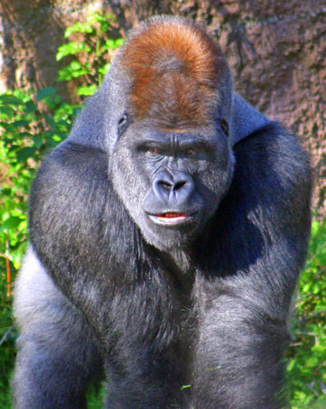 This gorilla was looking straight at me! 