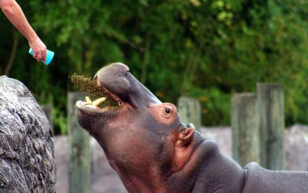 A Hippo catching his foodの写真素材