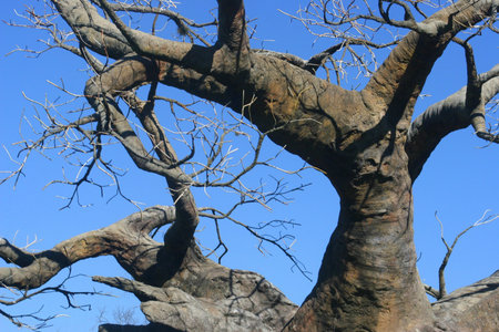 The branches of an upside down tree