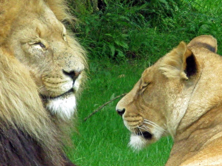 A male and female lion laying in the grass.の写真素材