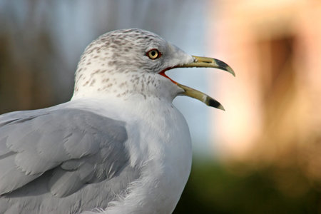 A Seagull looking into the distance with beak openの写真素材
