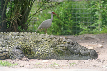 A close-up of an alligator and a bird.の写真素材