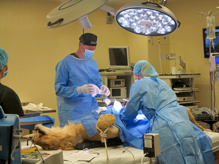 TAMPA, FLORIDA - MAY 3: the vets at Busch Gardens Tampa suturing the stomach of a lioness on May 3, 2015 in Tampa, Florida.のeditorial素材