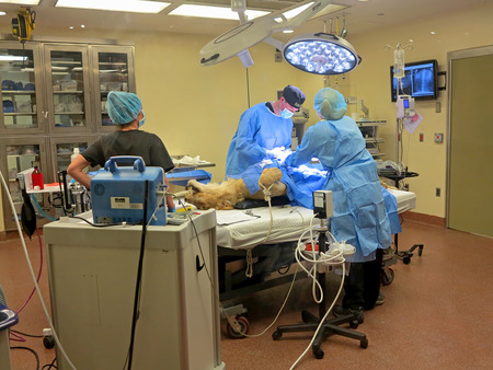 TAMPA, FLORIDA - MAY 3: the vets at Busch Gardens Tampa suturing the stomach of a lioness on May 3, 2015 in Tampa, Florida.のeditorial素材