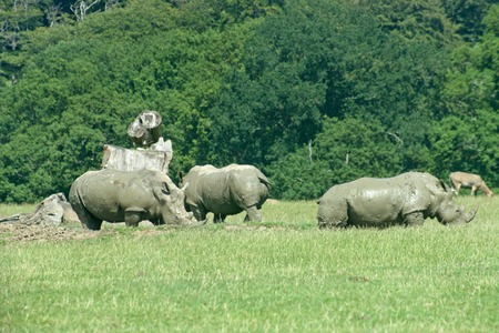 Three Rhinos are grazing on the grassの写真素材