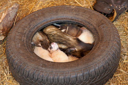 A group of ferrets in a tireの写真素材