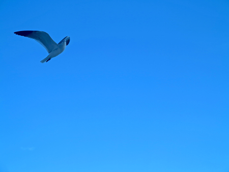 A seagull is flying through the skyの写真素材