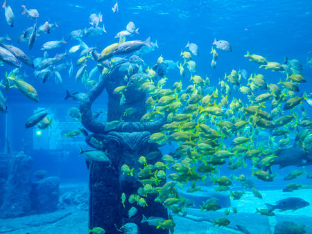 A lot of fish in a group in an aquariumの写真素材