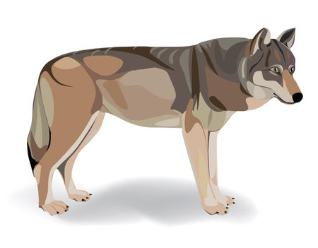 wolf 
