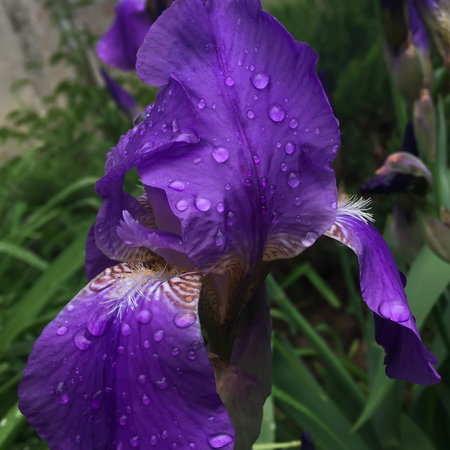 spring purple iris with raindrops