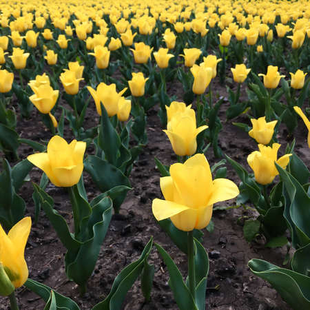 yellow tulips in the gardenの写真素材