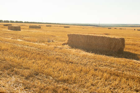 hay bales in the fieldの写真素材