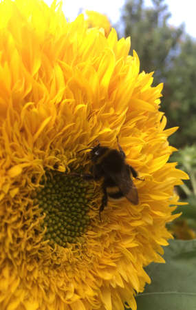 bumblebee on a sunflowerの写真素材