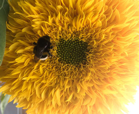 bumblebee on a sunflower, summer sunny dayの写真素材