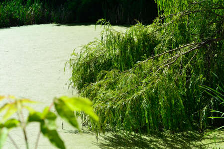 willow on the bank of a pond overgrown with duckweedの写真素材