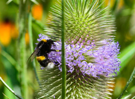 bumblebee on a flower, wild teasel, fuller's teasel, Dipsacus fullonum, close-upの写真素材