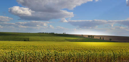 rural landscape with a field of wheatの写真素材
