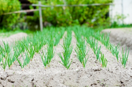 garden bed with sprouting green onionsの写真素材