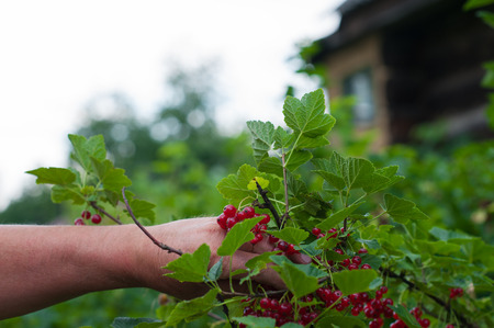 man plucks ripe red currant bushの写真素材