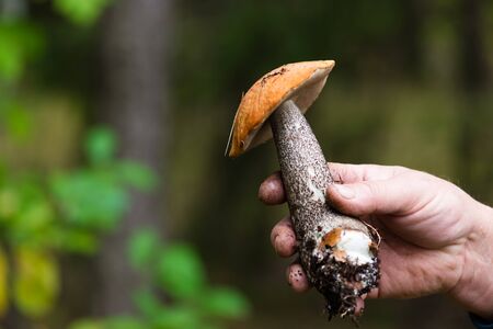 beautiful edible mushroom closeup in handの写真素材