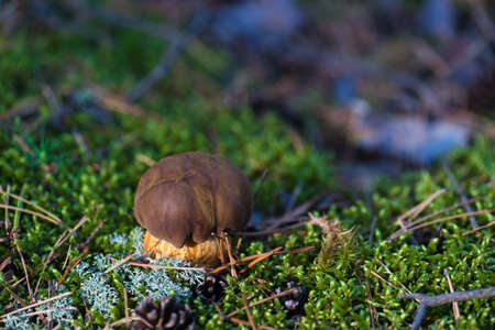 mushroom in the grassの写真素材