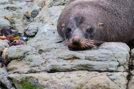 Lazy seal on rock の写真素材