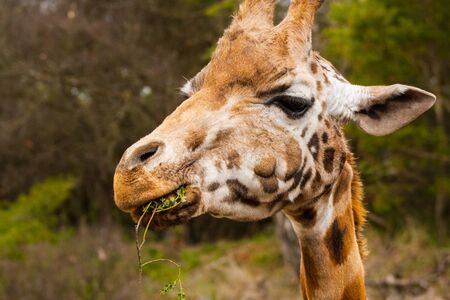 giraffe chewing grass の写真素材
