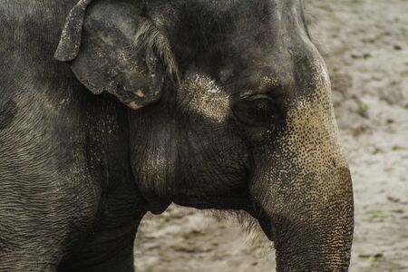 close up of elephant の写真素材