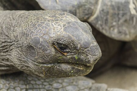 close up of giant tortise の写真素材