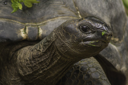 close up of giant tortise の写真素材