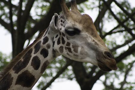 Giraffe with trees in the background の写真素材