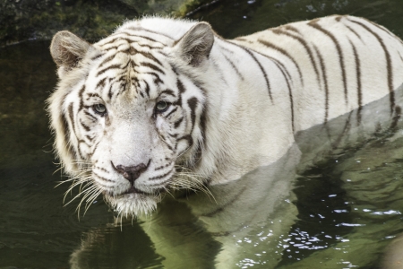 white tiger staring ahead の写真素材