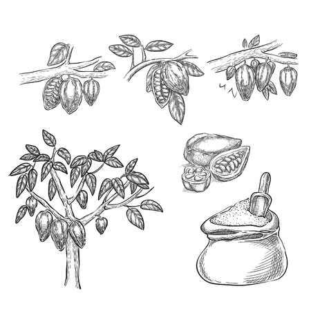 Chocolate sketch vector illustration. Cocoa pod on branch, beans, tree, cacao powder hand drawn isolated design elements.のイラスト素材