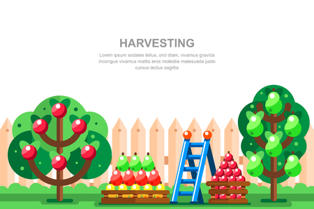 Country house gardening and harvesting vector illustration. Apple and pear trees, fruits in boxes near wooden fence. Summer landscape.のイラスト素材