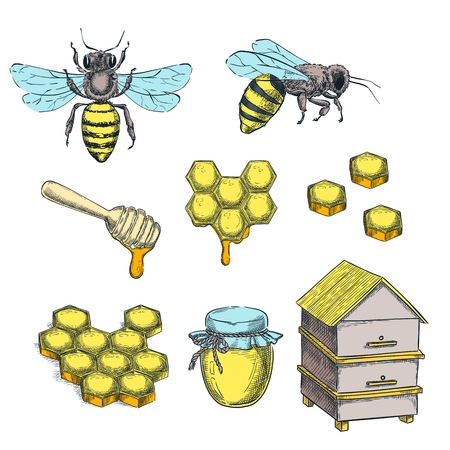 Honey and bee color sketch vector illustration. Honeycombs, pot and hive hand drawn isolated design elements.のイラスト素材