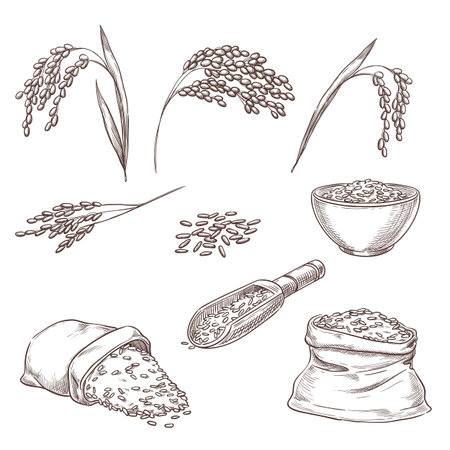 Rice cereal spikelets, grain in sack and porridge in bowl. Vector sketch illustration. Hand drawn isolated design elements.のイラスト素材